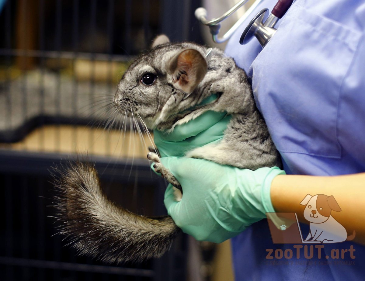 Шиншилла 103