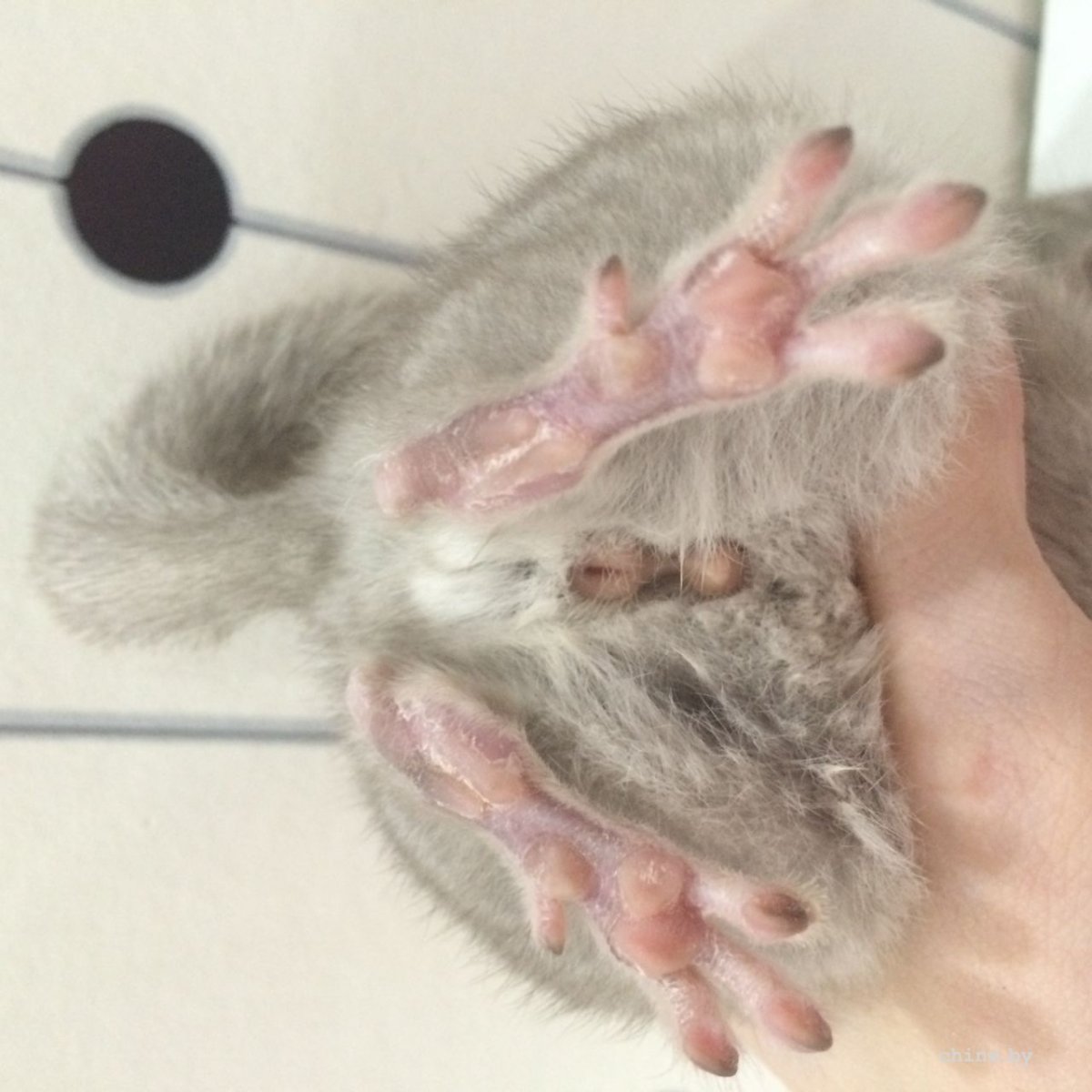 Сонная шиншилла