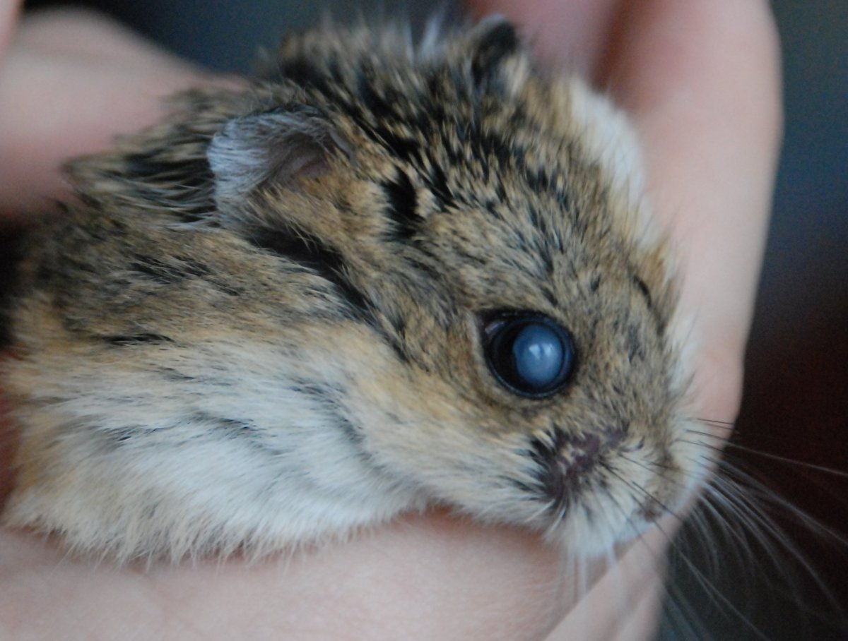 Шиншилла датский стандарт