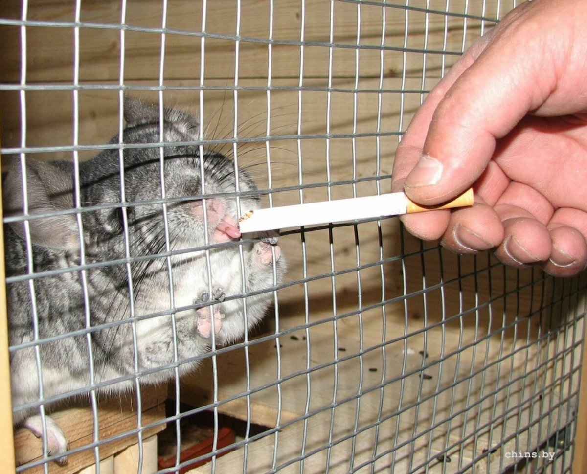 Шиншилла горох