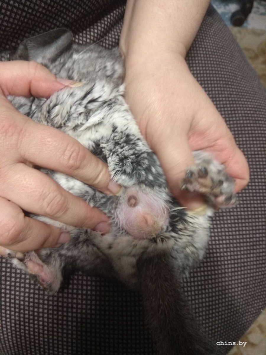 Самец шиншиллы