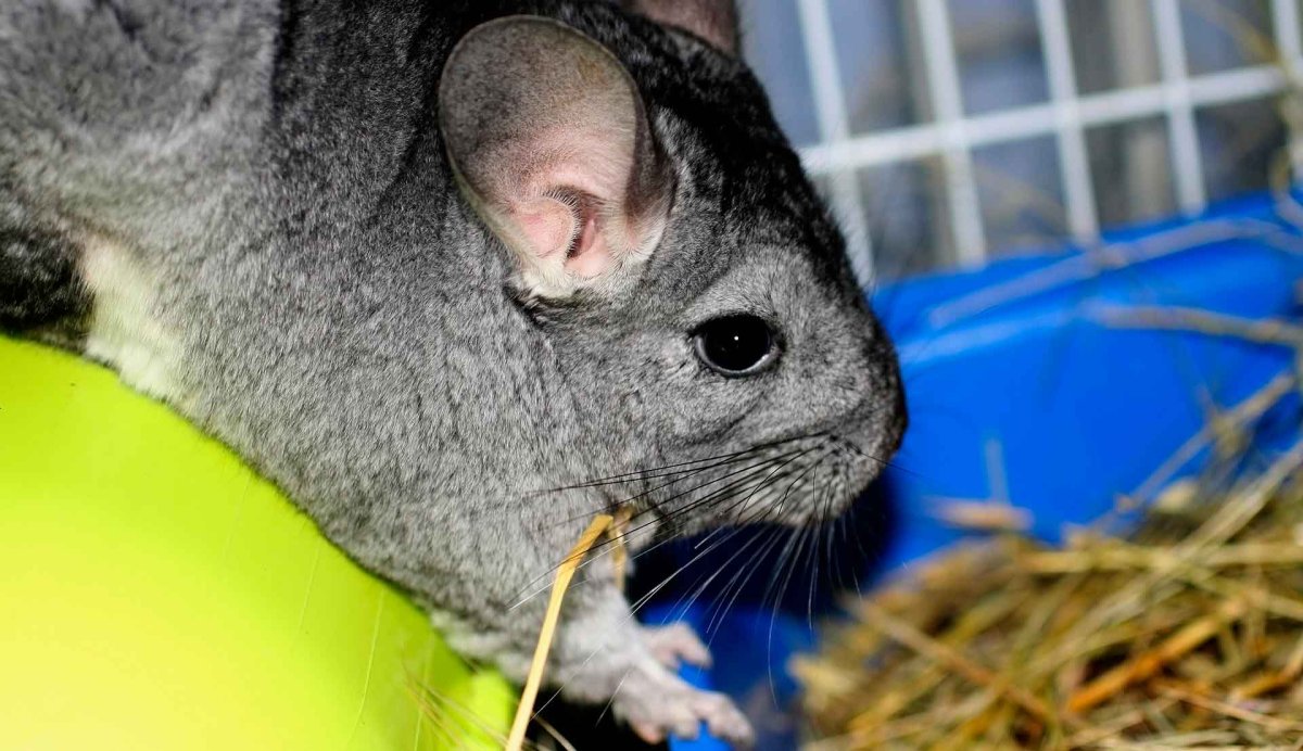 Шиншиллёнок с мамой