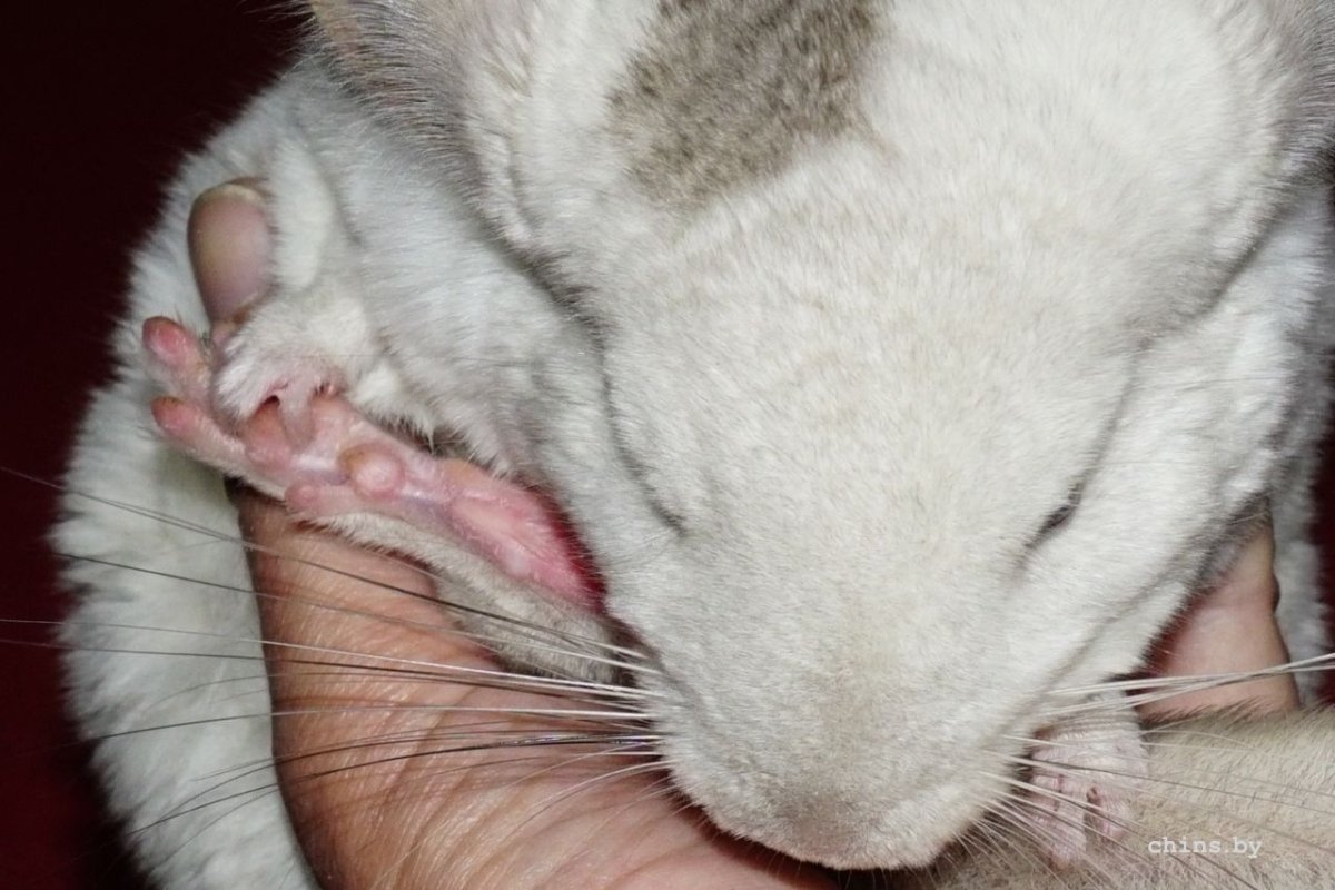 Катаракта у джунгарского хомяка