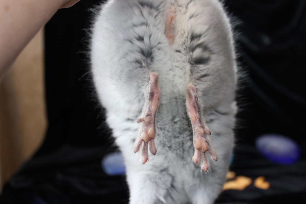 Шиншилла короткохвостая самка 4 месяца как выглядит фото