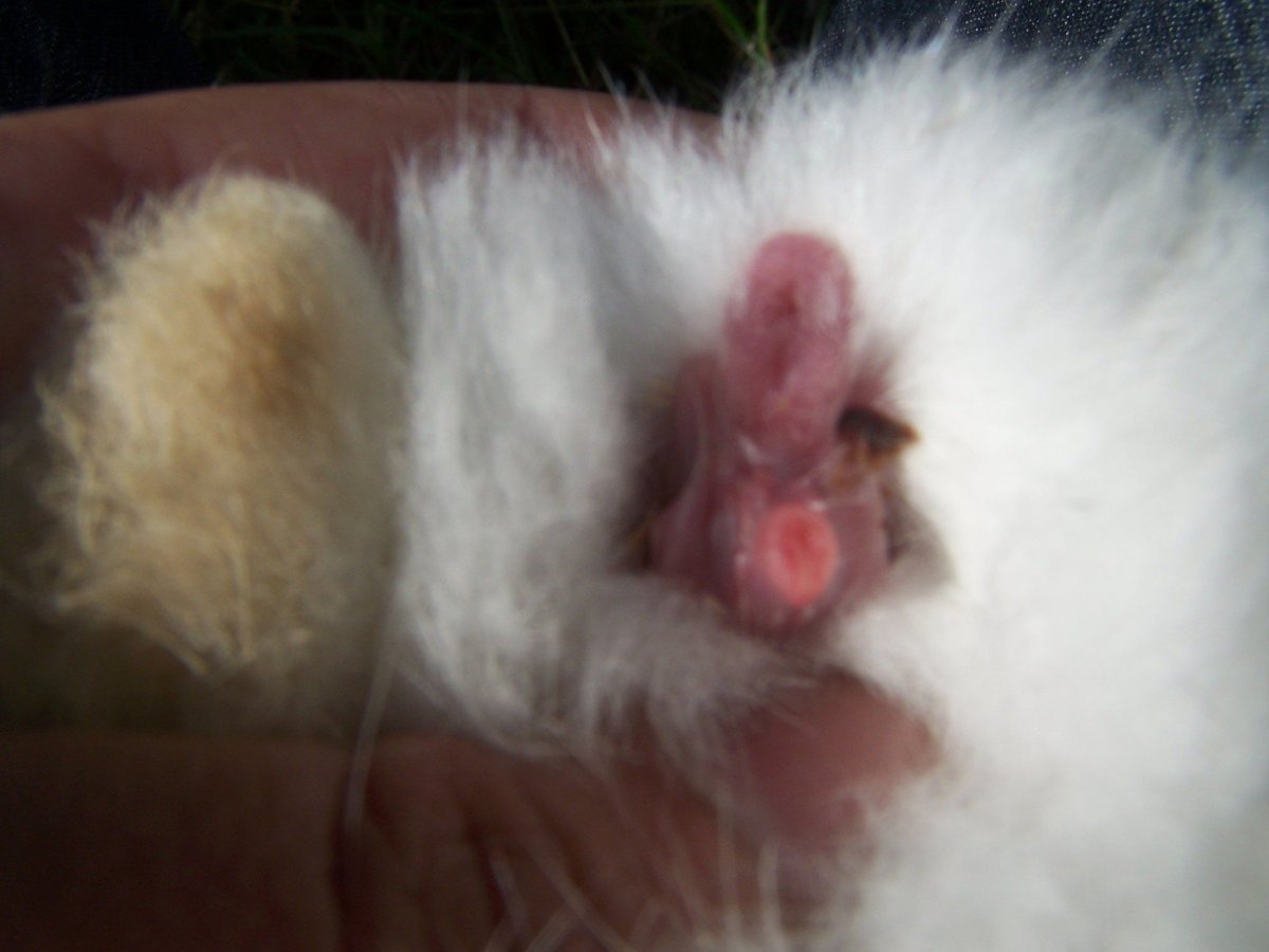 Шиншилла скинни