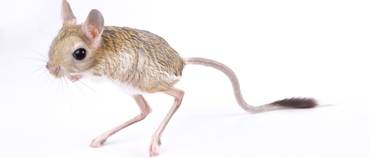 Шиншилла на белом фоне