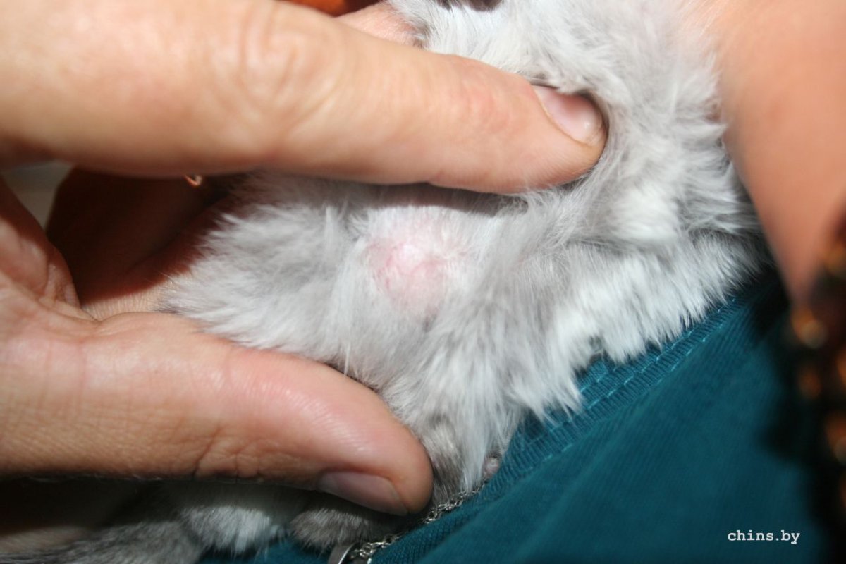 Травки для шиншилл