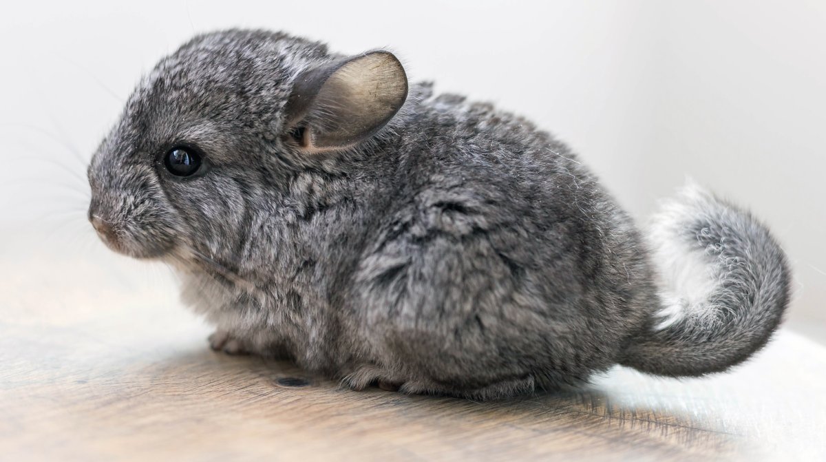 Кожные болезни шиншилл