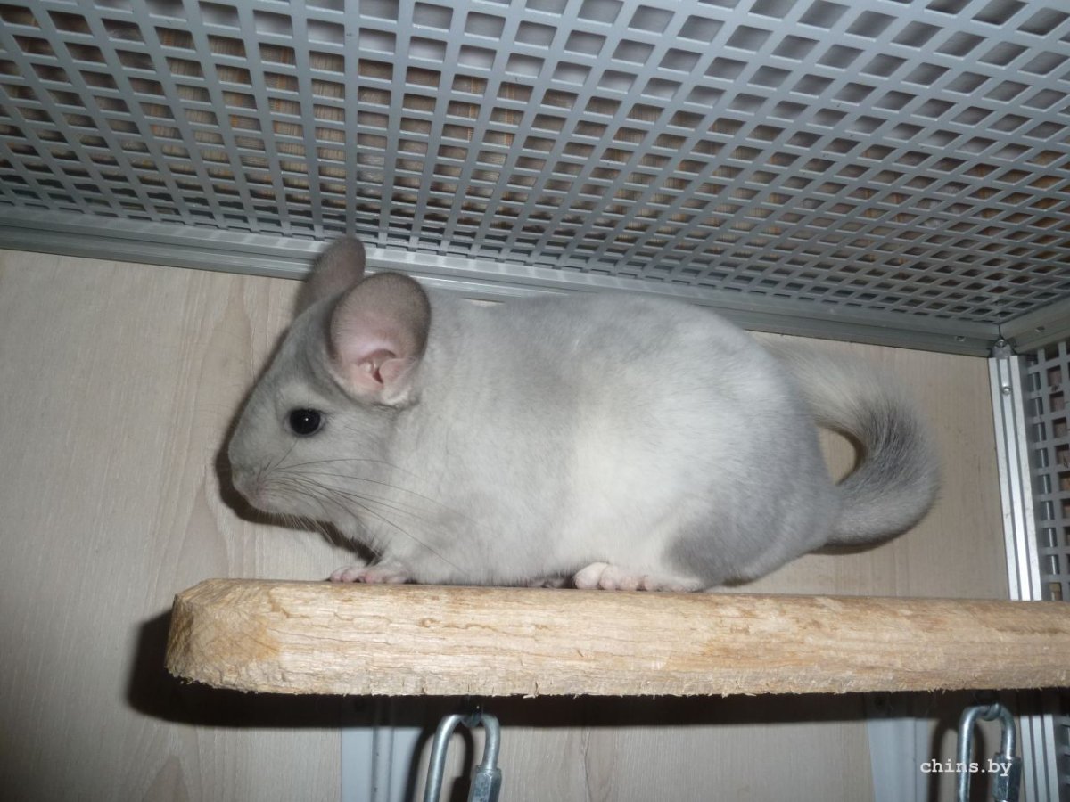 Шиншиллы моргают