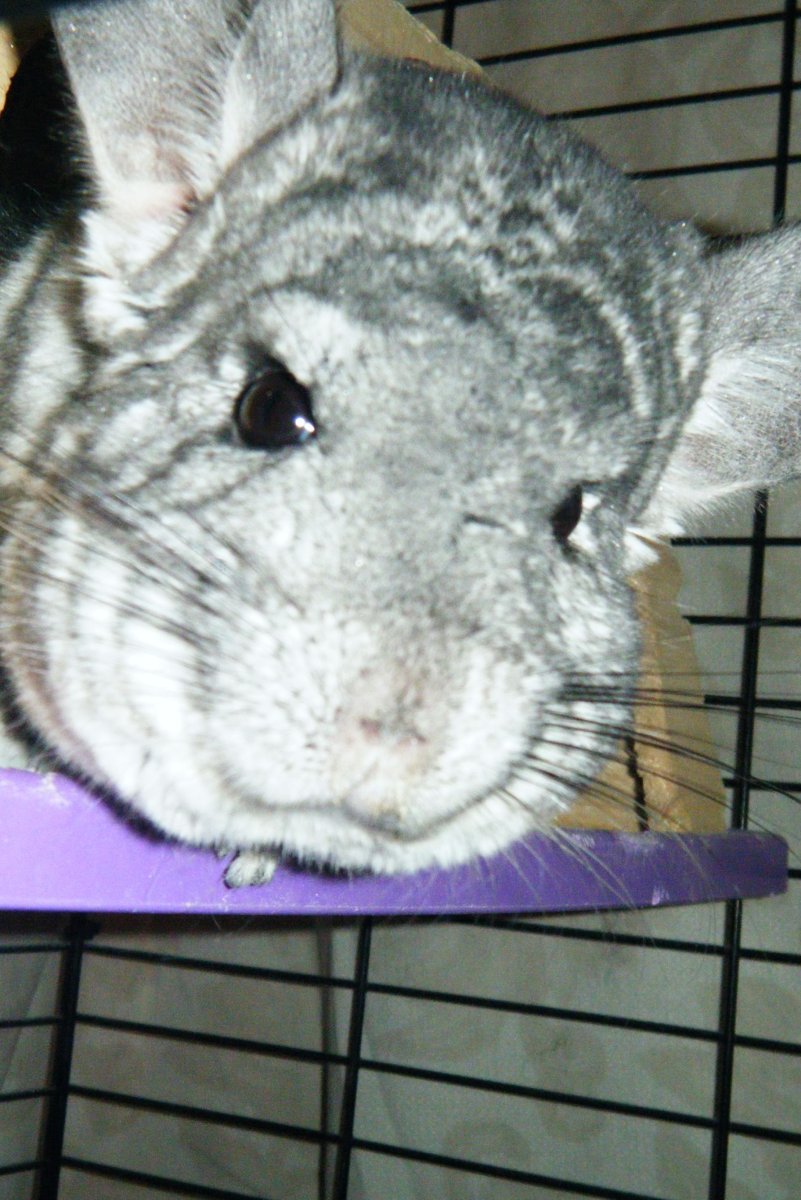 Шиншиллы фото на рабочий стол