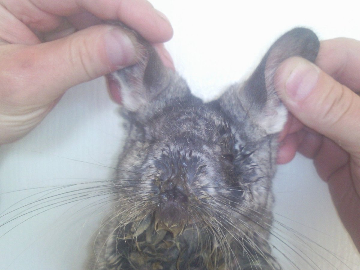 Самец шиншиллы