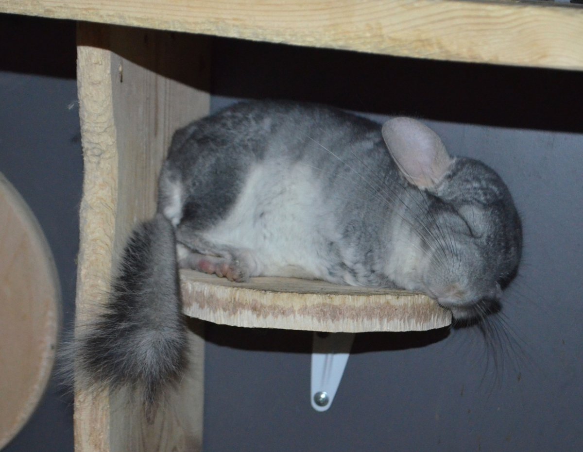 Шиншилла характер