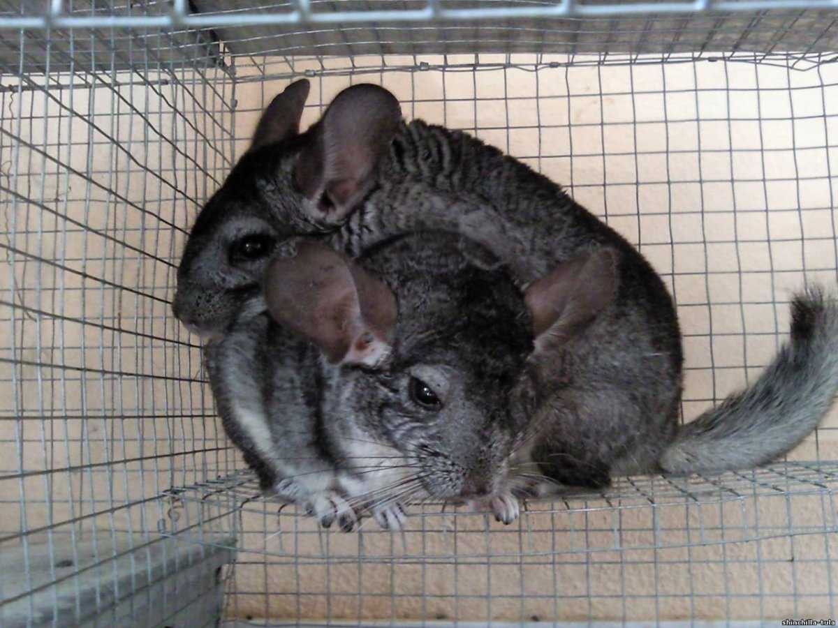 Обезьяны шиншилла