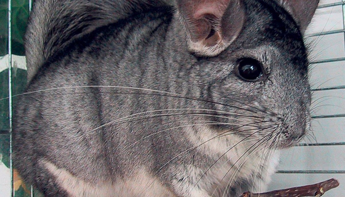 Шиншилла у ветеринара