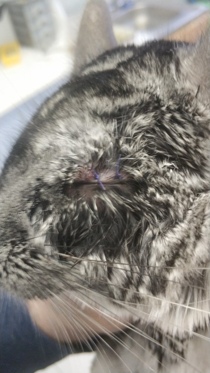 Шиншилла на подоконнике