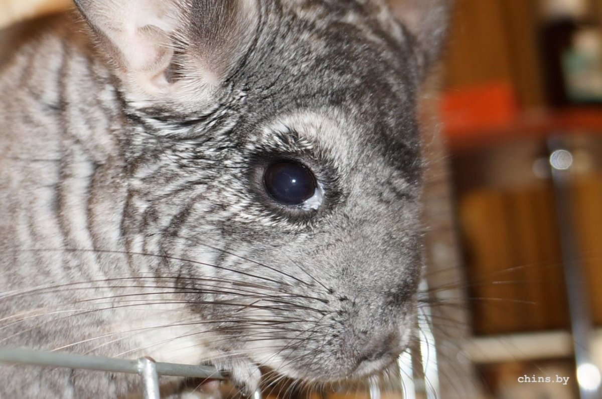 Шиншилла страшная