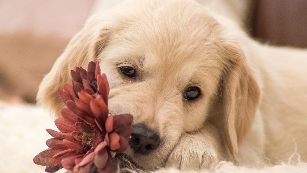 Красивые щеночки