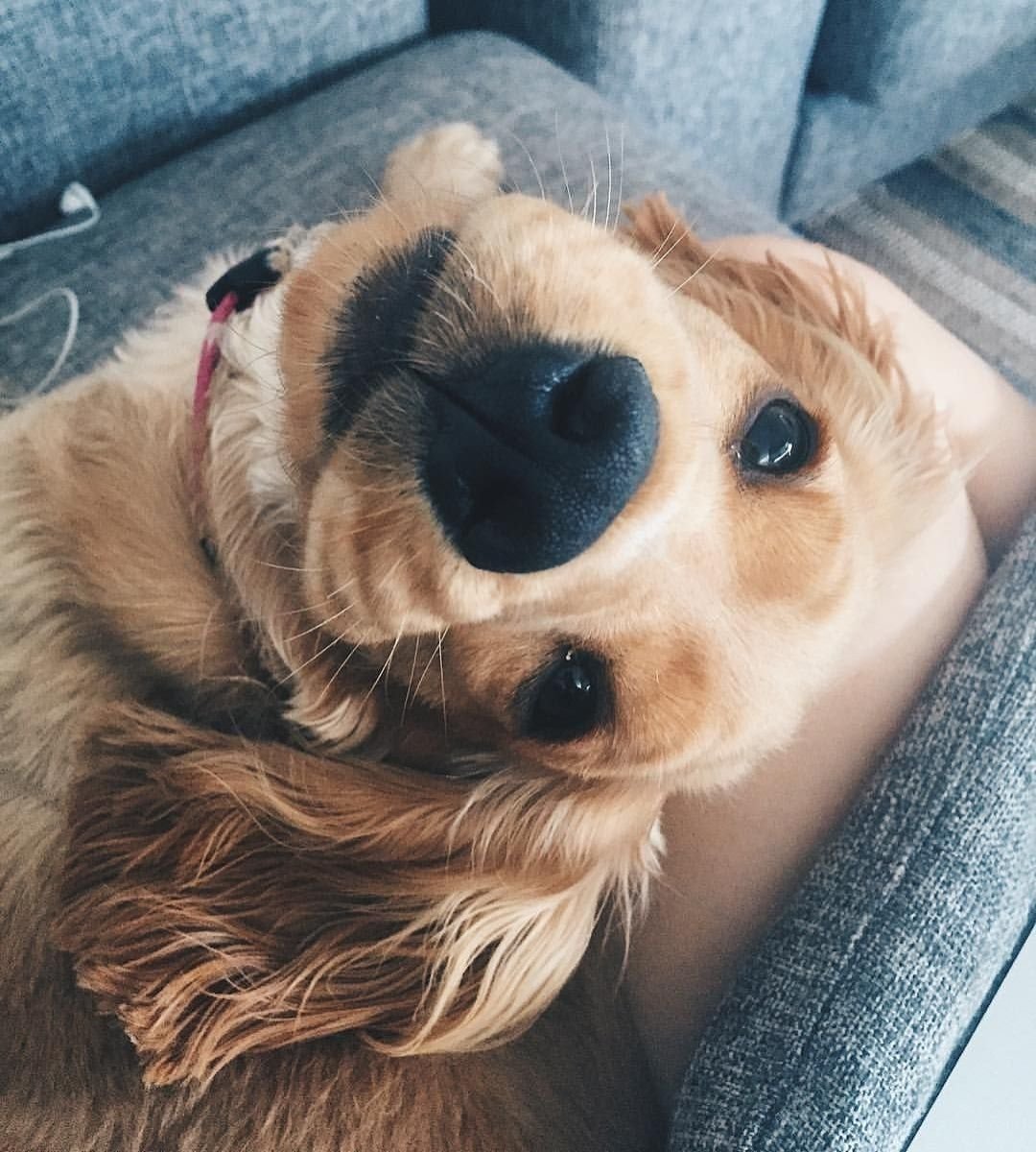 Очень милые собачки