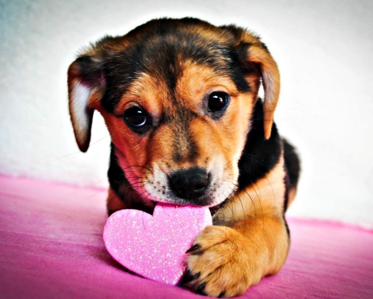 Милые собачки