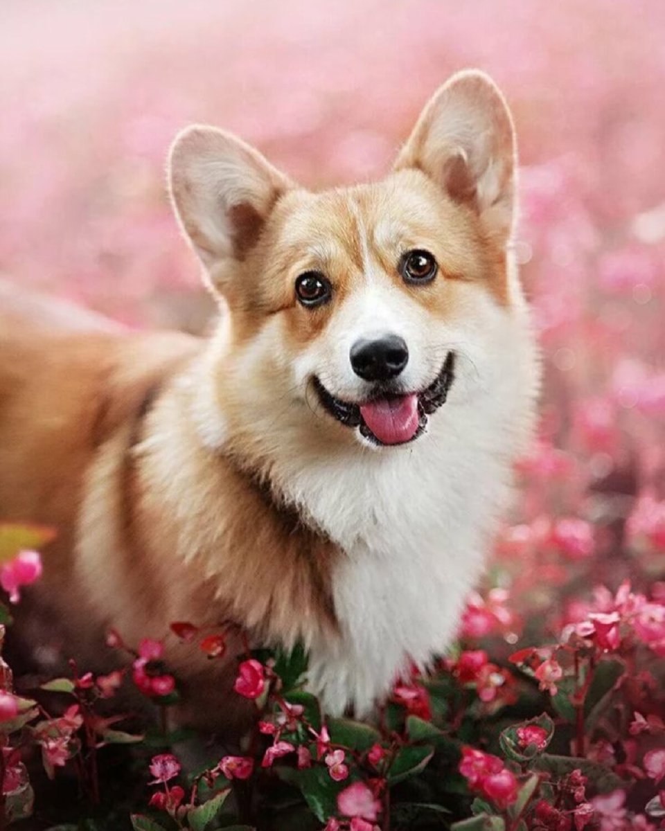 Алмазная мозаика. Корги вельш