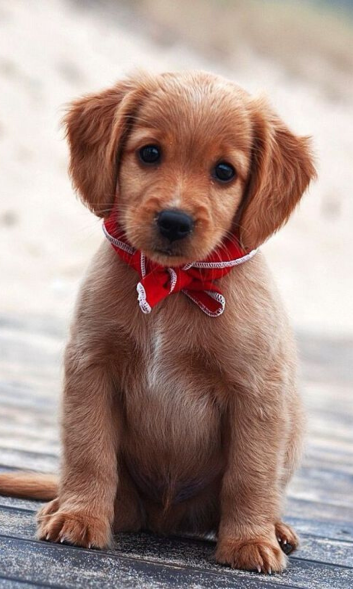 Красивые собачки