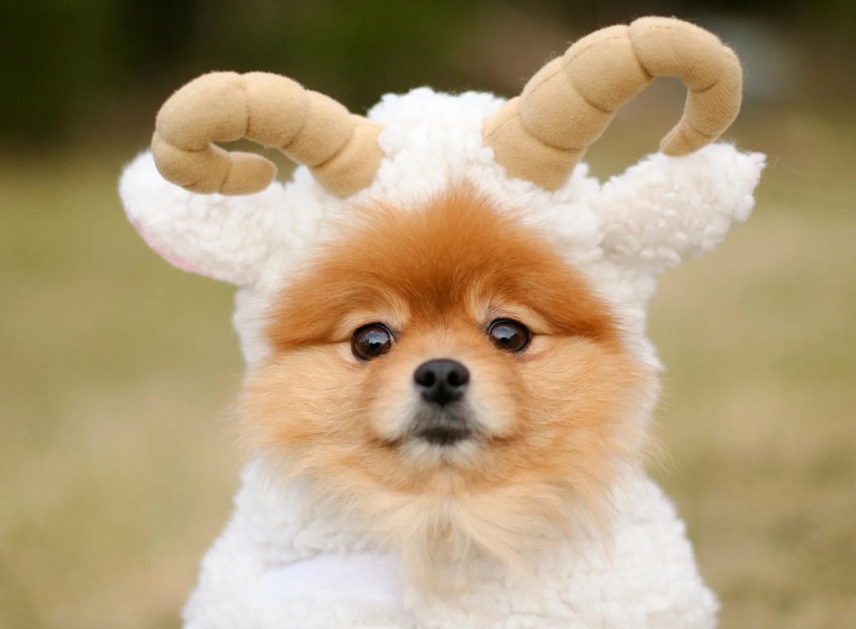 Милых собачек