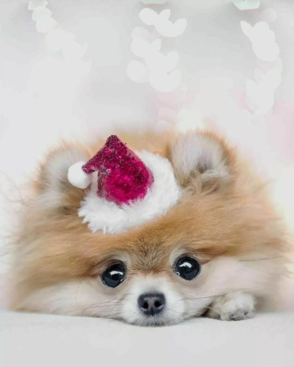 Померанский шпиц Рождественский