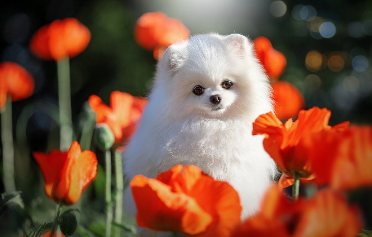 Белые Шпицы щеночки