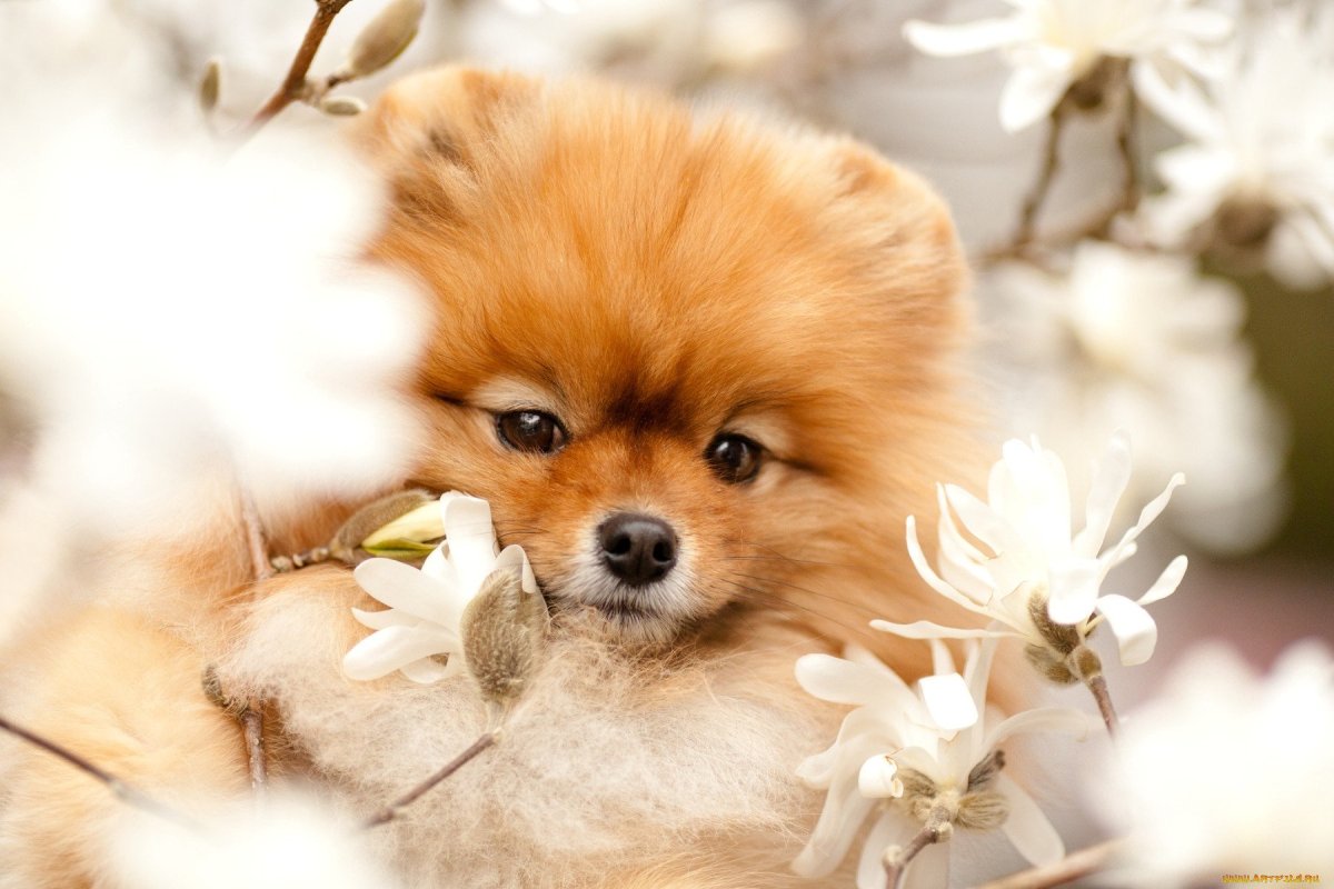 Померанский шпиц Teacup.