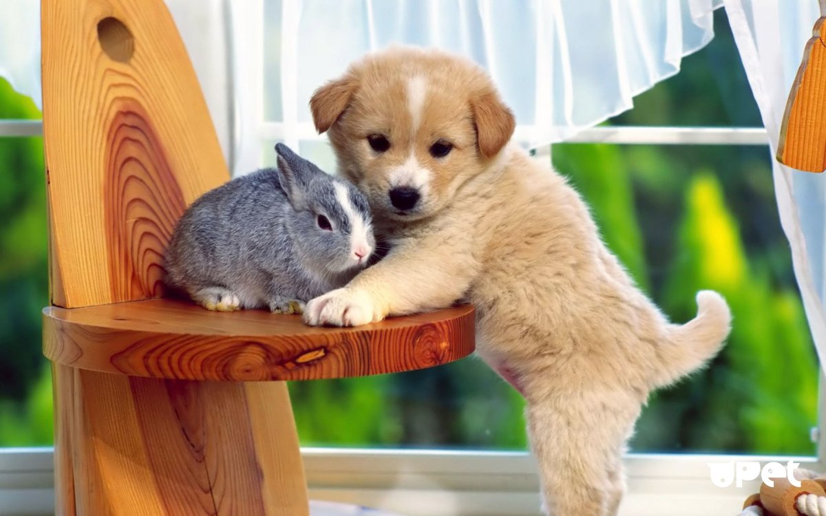 Шпиц собака