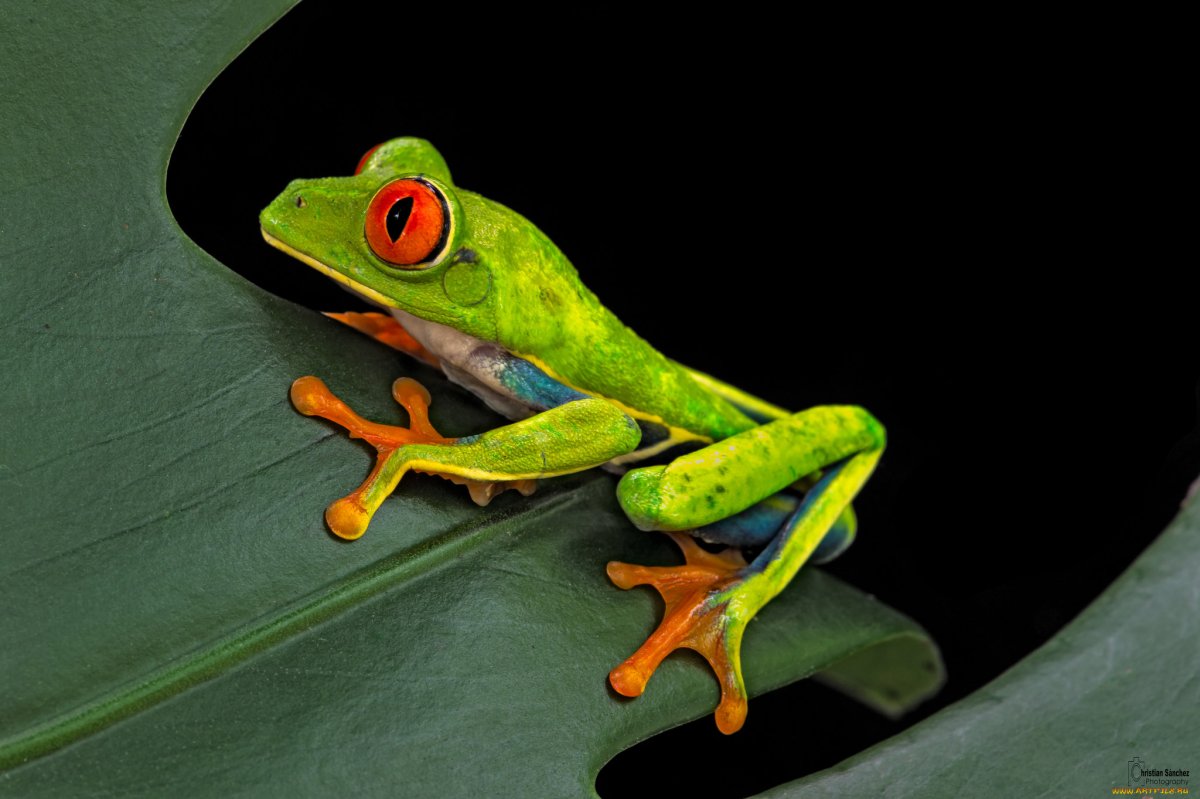 Фото лягушки на аву