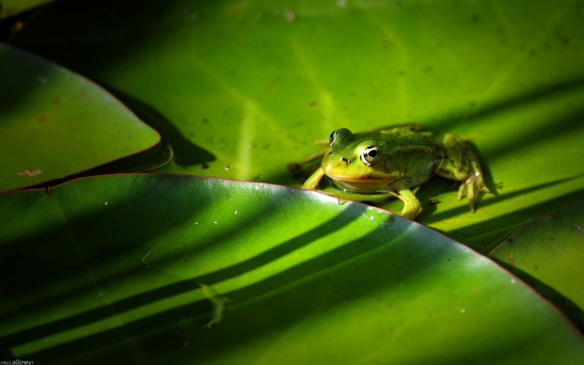 Лягушка на ветке