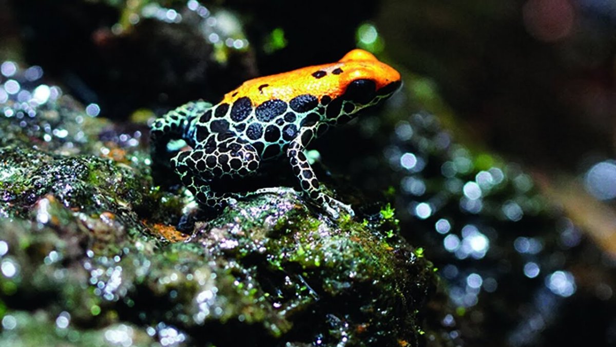 Саламандра древолаз