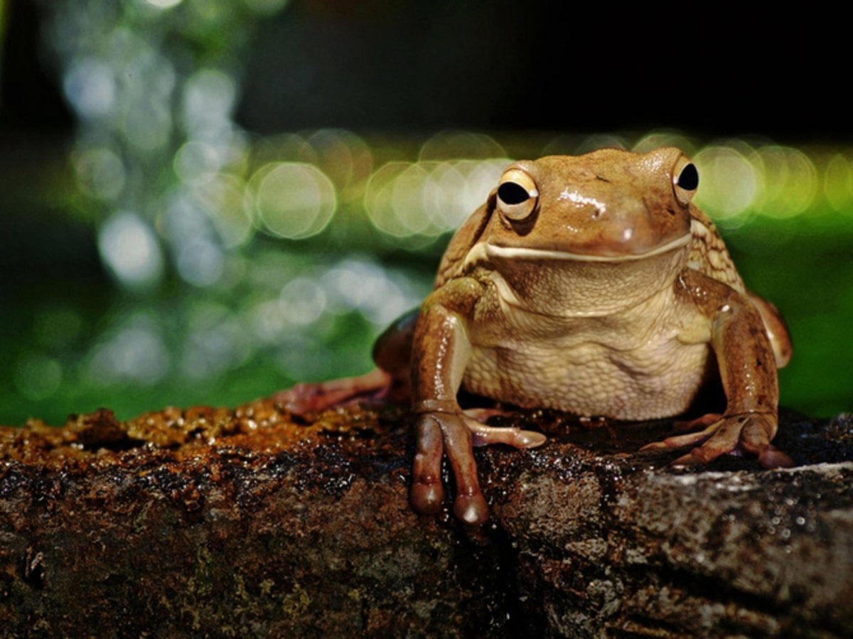 Филобус лягушка