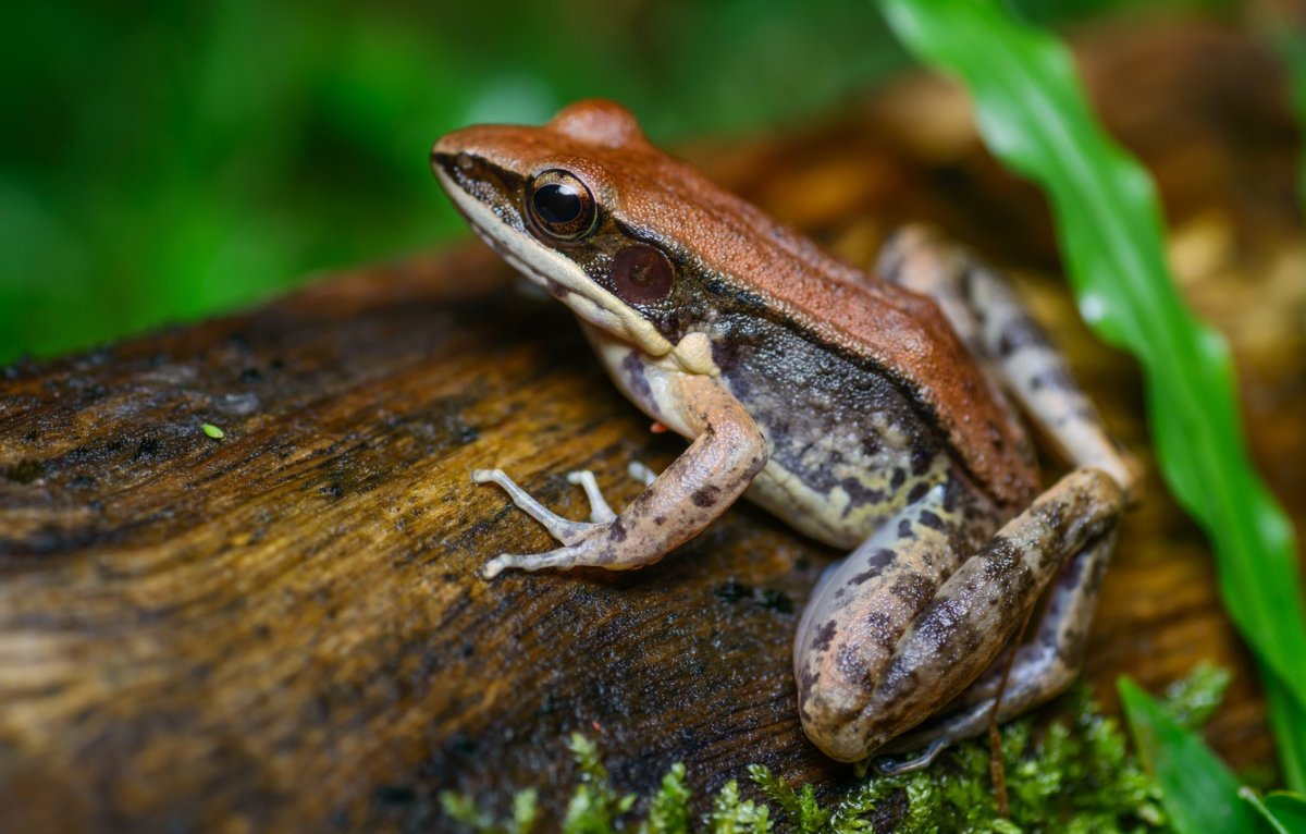 Коричневая лягушка