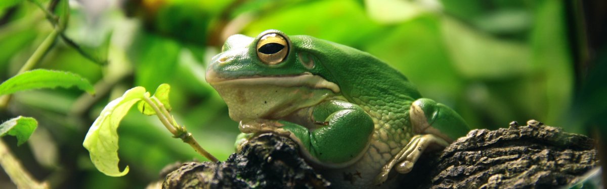 Лягушки в тайланде