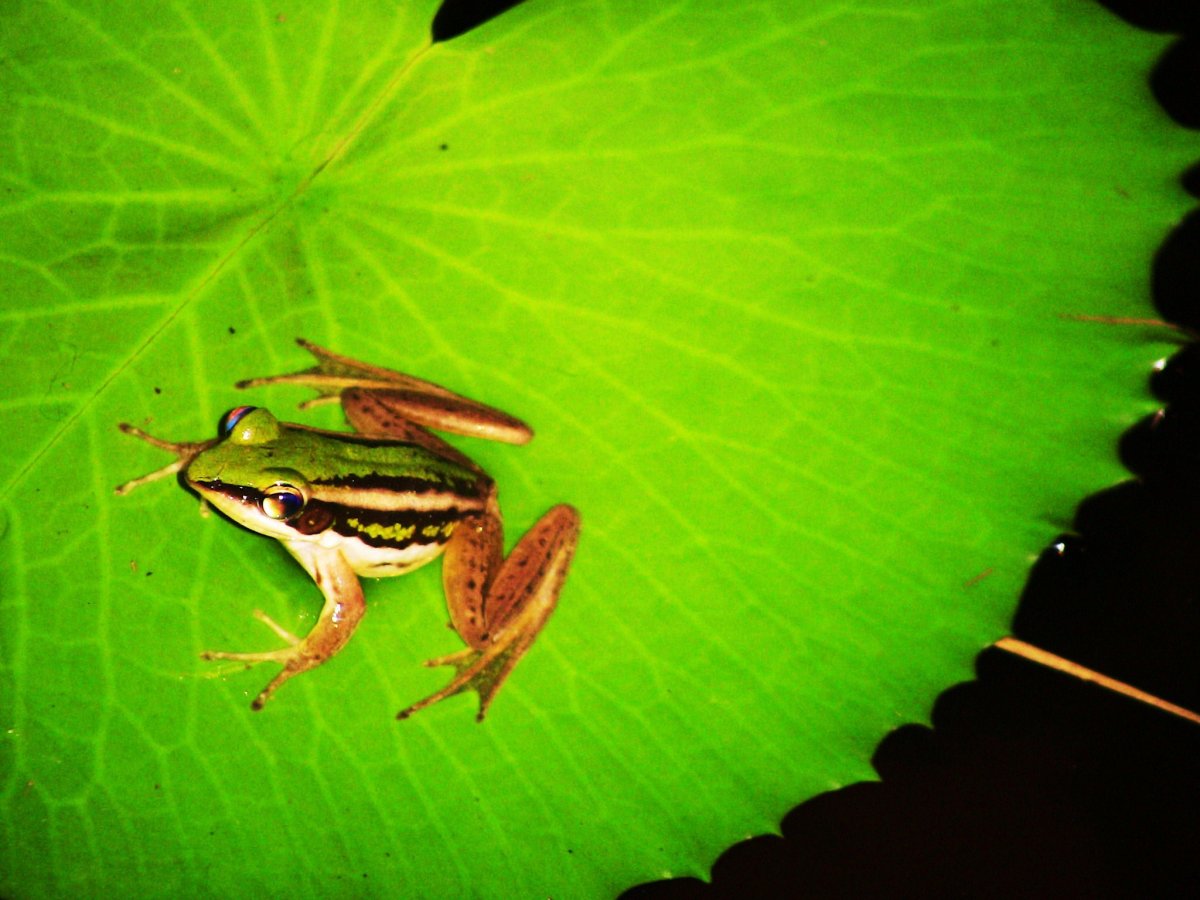 Амфибии Таиланда лягушки