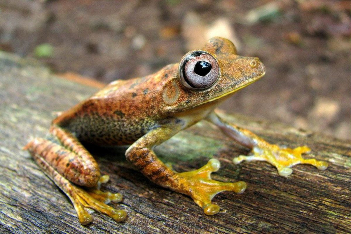 Милые лягушки
