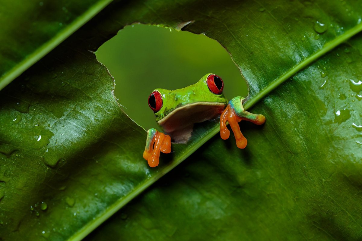 Квакша розовая