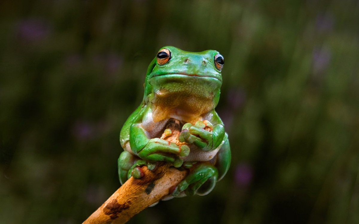 Милые лягушки