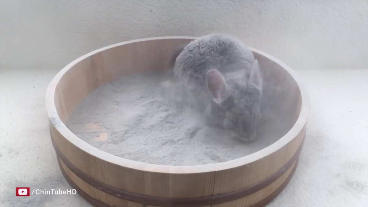 Песок для купания шиншилл