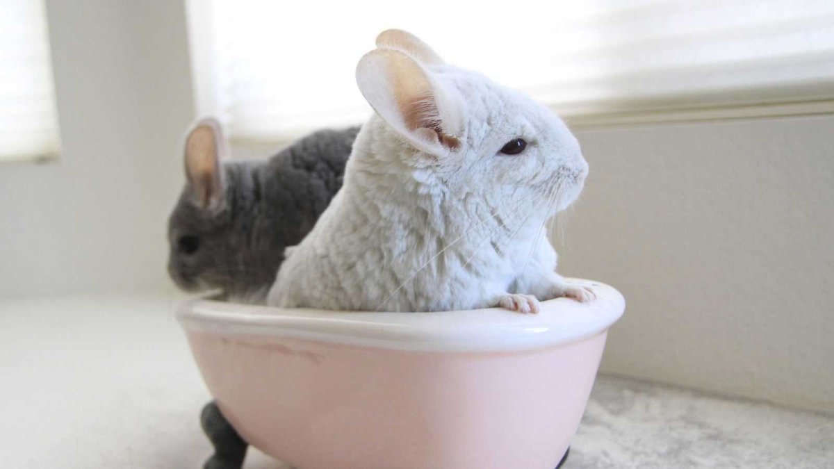 Британская Золотая шиншилла Щекастая