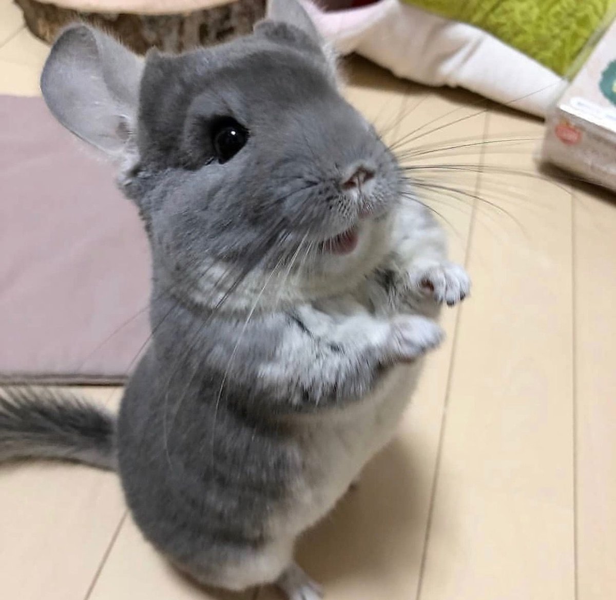 Горная вискаша детеныш