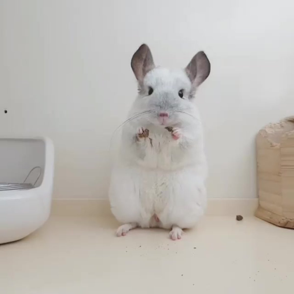 Шиншилла на рабочий стол