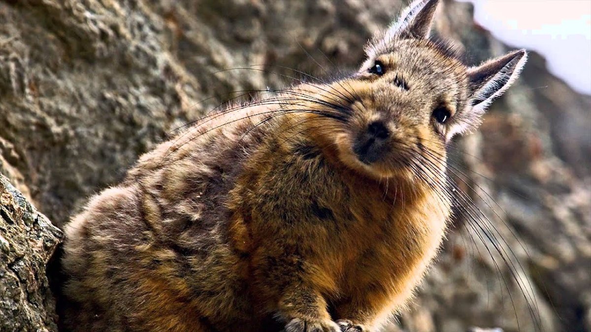 Живые животные шиншиллы