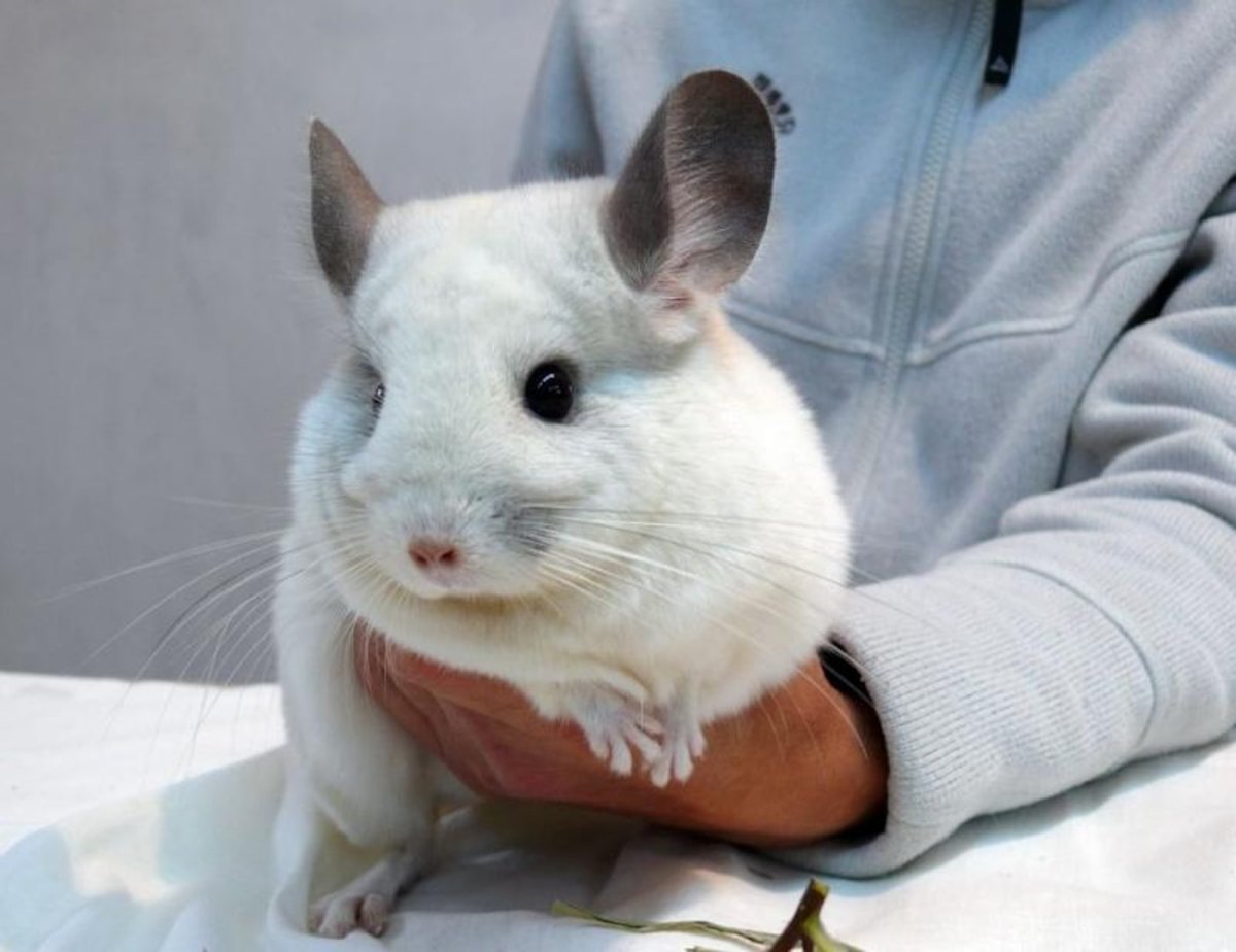 Стригущий лишай у шиншилл