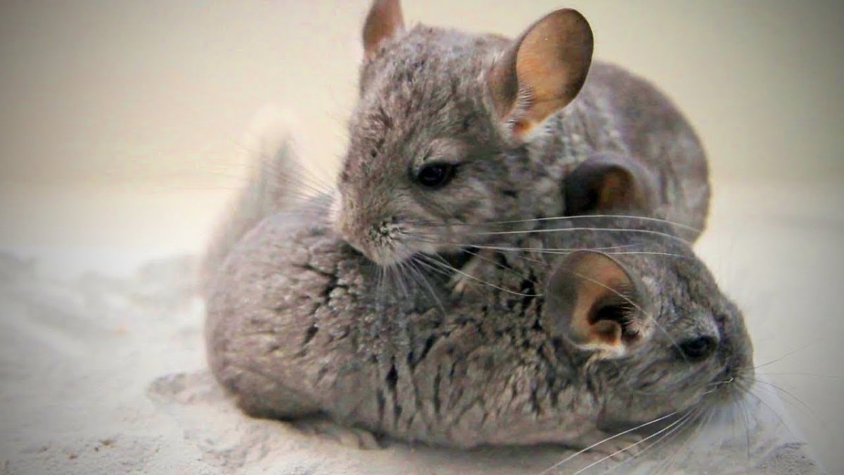 Мокрая шиншилла