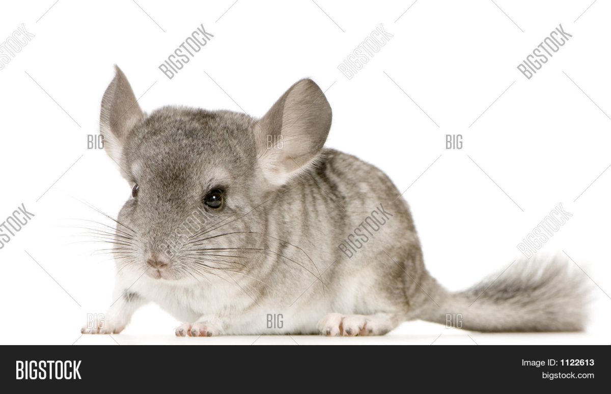 Вака песок для шиншилл Чистюля Люкс 1.6 л