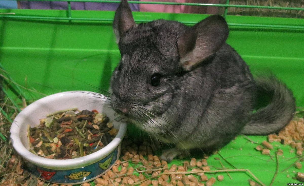 Горная вискаша и шиншилла