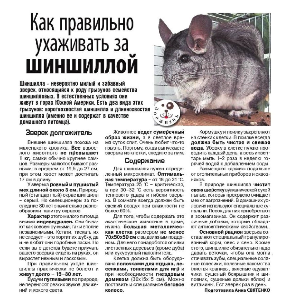 Толстожопая шиншилла